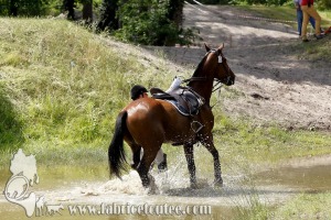 CFCC 2017 01813