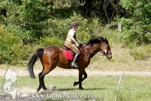 CFCC 2017 01819