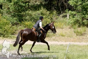 CFCC 2017 01863