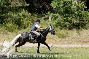 CFCC 2017 01941