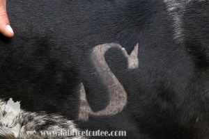 CO-SULLY-2019-0053